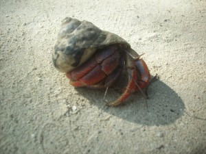 crab